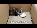 【保護猫】子猫ちゃんミルクを飲んで・・。[Protection cat] Kitten drinking milk.