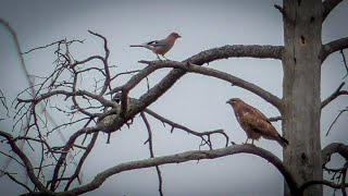 Канюк обыкновенный и Сойка [Buteo buteo], [Garrulus glandarius]