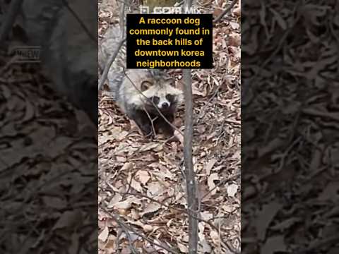 A raccoon dog