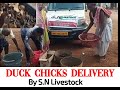 Dukchicks delivery at tata mines area by sn livestock
