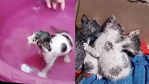 Watch the video about Bathing weak street kittens first time but they still confused and meowing.