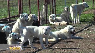 Livestock guardian dogs come to Texas