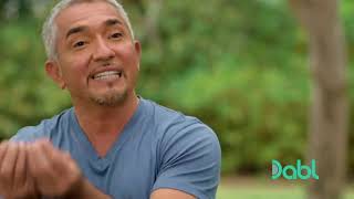 Taming a Raging Pitbull   Cesar Millan