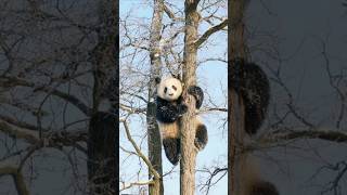У нас во дворе ПАНДА 🐼 Zoochosis? #суперфэмили #shorts #zoochosis #supertima