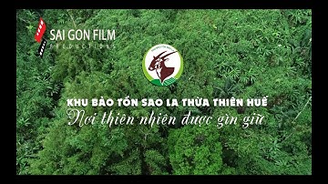 Khu bảo tồn Sao la - Thừa Thiên Huế. Nơi thiên nhiên được gìn giữ