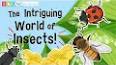 The Fascinating World of Insects ile ilgili video