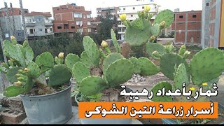 أسرار زراعة التين الشوكى (ثمار بأعداد كبيرة) ملف كامل عن الزراعة /الرى /التقليم /التسميد.