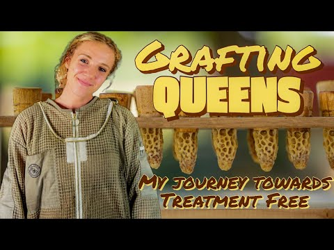 Learning HOW To Rear Queens with Grafting / Beekeeping 101 #beekeeping #beekeeping101 #queenbee