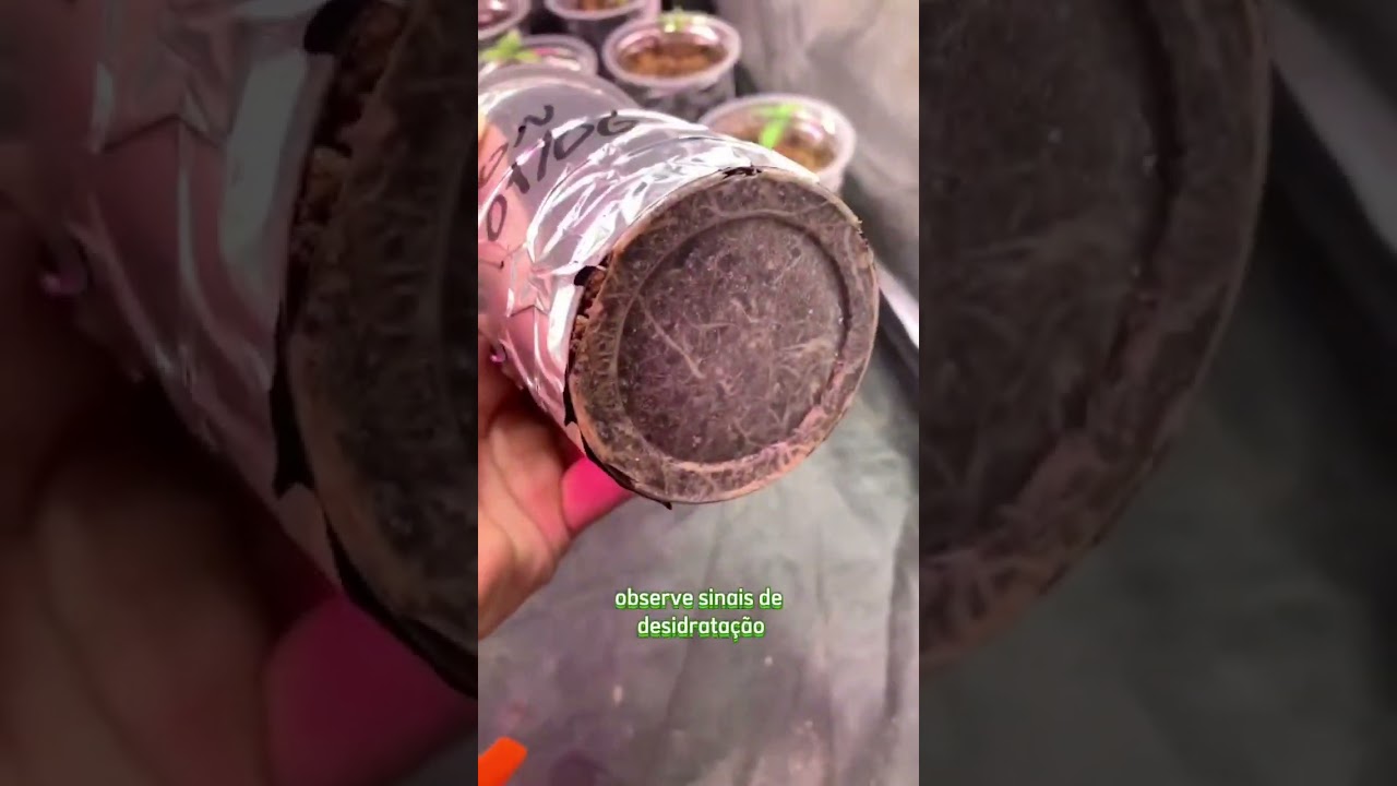 💧 Segredos da Rega: Dicas Diárias para um Cultivo Brilhante de Cannabis 💚🌿