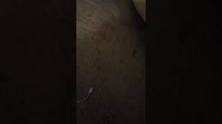 Little Bear Family Tales Vhs Review