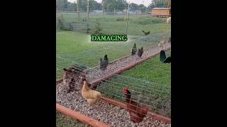 Farmers Are Switching to This Smart Chicken System