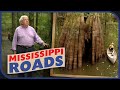 Paddling Among 2000-Year-Old Cypress Trees – Mississippi Roads