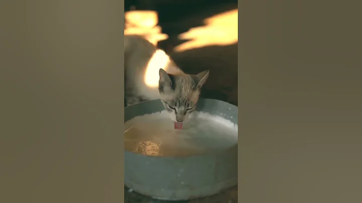 Video 11803521: cats funny kittens animals, best funny cat kitten