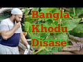 Bangla khodu   using hydrogen peroxide in the garden  shokher bagan 2019