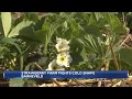 Wisconsin farmers protecting strawberry plants from freezing