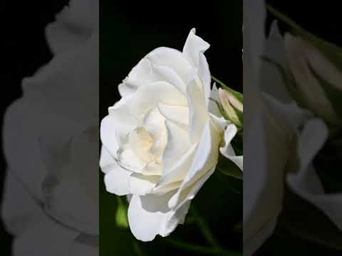 Video: Apakah Simbol Mawar Putih