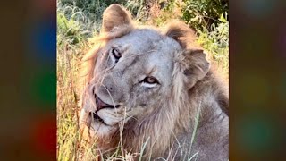 plains camp young male 🦁❤️ by Stephanie 971 views 1 year ago 55 seconds