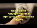 Как кошки информируют о присутствии негатива в доме.