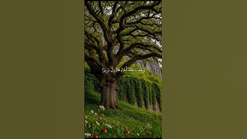 سورة الفرقان  الآية ﴿34_36﴾القارئ عبد الرحمن مسعد
