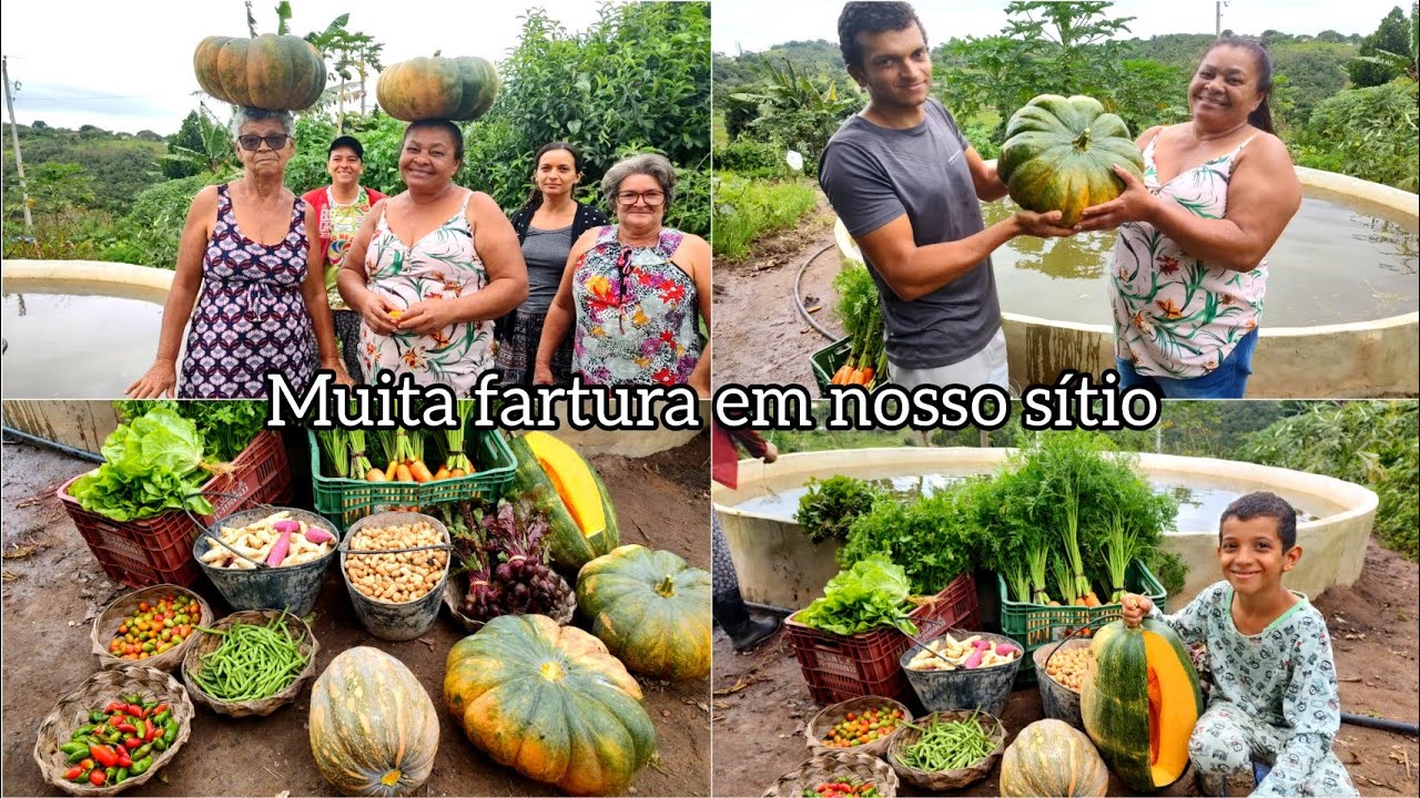 a fartura é grande aqui na roça/ colheita/ abóboras gigantes - YouTube
