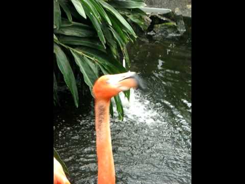American Flamingo Calling