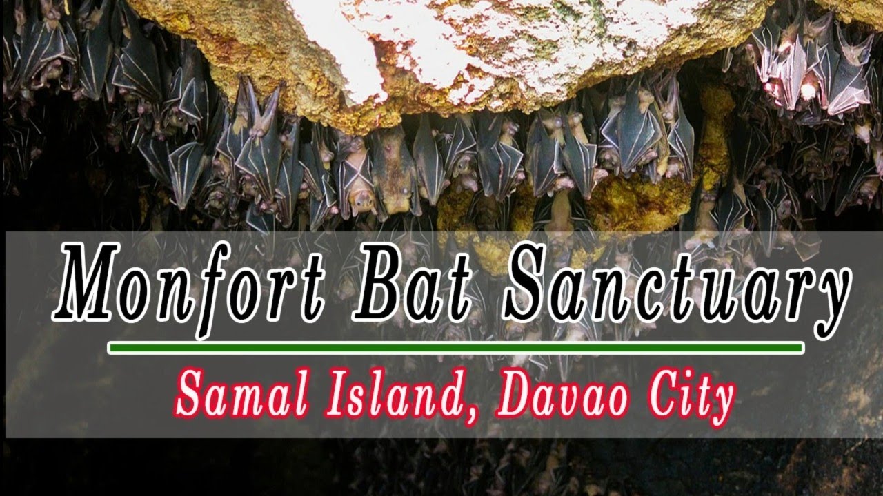 MONFORT BAT SANCTUARY @ SAMAL ISLAND, DAVAO CITY #viralvideo #viralanimals #davaocity #viralshorts