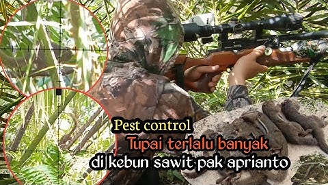 Berburu tupai di kebun sawit pak dante aprianto,tupai terlalu banyak ‼️