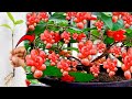 the best method of planting and propagating rose apple trees that bear fruit more quickly.