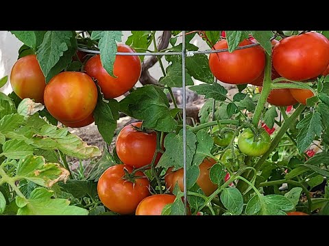 Video: Abono para plántulas de tomate. Tipos y tipos de fertilizantes