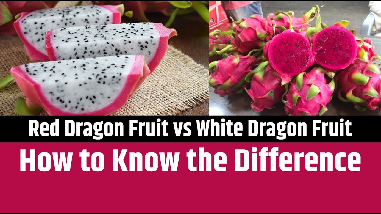 Benefits of Red Dragon Fruit, Pitaya