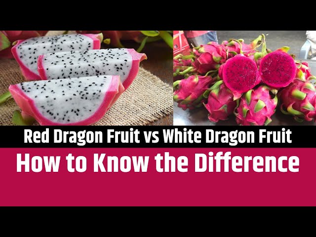 Dragon Fruit vs Pitaya: What's The Difference?