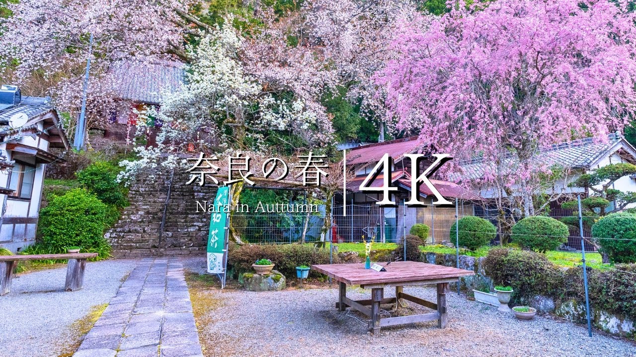 【奈良の春】佛隆寺の千年桜を尋ねて - JAPAN in 4K
