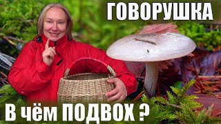 картинка: Говорят что говорушка - съедобный гриб Почему же нравится не всем?