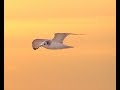 Neil Diamond Jonathan Livingston Seagull Be Introduction Return Reprise mp3