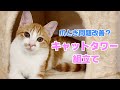壁で爪とぎ問題を何とかしたい！キャットタワーを購入しました