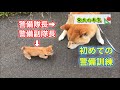 【柴犬】柴犬虎次郎と仔猫のアトム。初めて警備訓練をしてみた柴犬の本気【shibainu】
