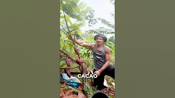 Cutting Down Cacao Trees Explanation