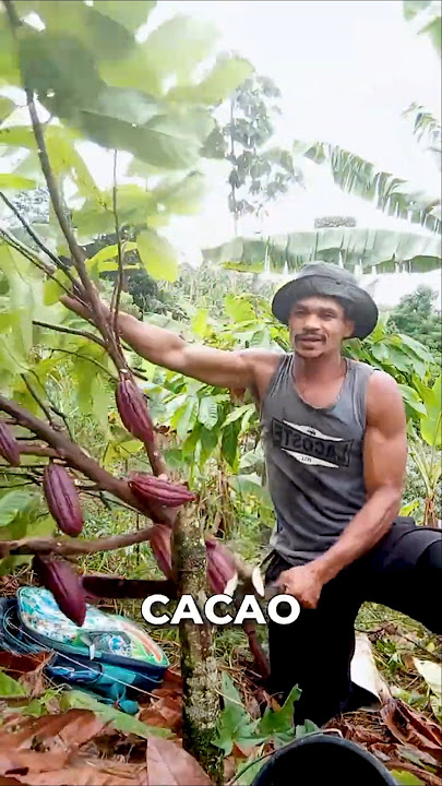 Cutting Down Cacao Trees Explanation
