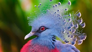 Victoria Crowned Pigeon - Feeding Crowned Pigeon And Red Crested Partridges - Animal And Pets by Animal Sciences 12 views 2 years ago 3 minutes, 34 seconds