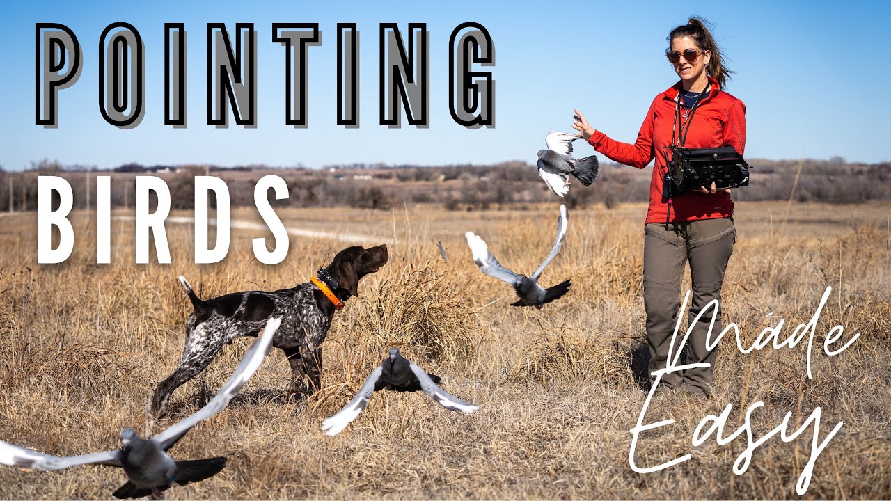 pointing-birds-upland-bird-dog-training-youtube