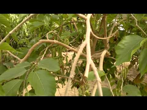 فيديو: Warty Euonymus (34 صورة): وصف نبات بري مع التوت ، وزرع ورعاية شجيرة