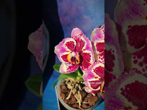 Phal. Dream Diamond