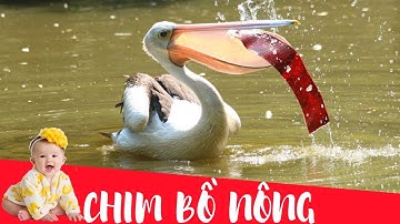 Dạy bé học con chim bồ nông | Dạy em bé tập nói tên và hoạt động các con vật