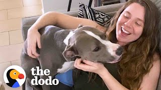 Pittie Is Obsessed With Her Mom’s Pregnant Belly | The Dodo