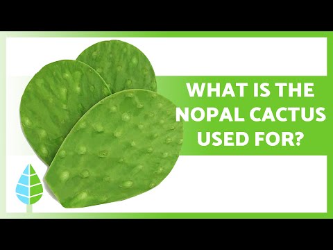 Video: Är nopal en kaktus?