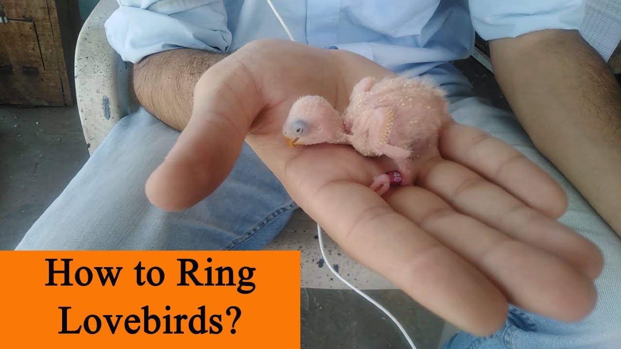 How to Ring lovebirds | Lovebirds Ring