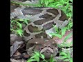 Massive python | 巨大なニシキヘビ | الثعبان الضخم | パイソン | بيثون | Reptiles | Save reptiles #shorts