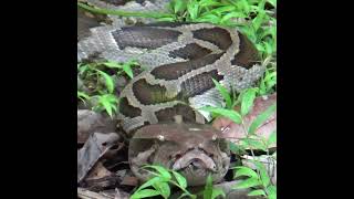 Massive Python | 巨大なニシキヘビ | الثعبان الضخم | パイソン | بيثون | Reptiles | Save Reptiles #Shorts
