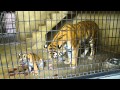 京都市動物園、久々のアムールトラの繁殖 の動画、YouTube動画。