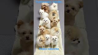 Pomeranians | Poodle 🐩 #funnyshorts #doglover #trending #shorts #poodlepuppy #pomeranian